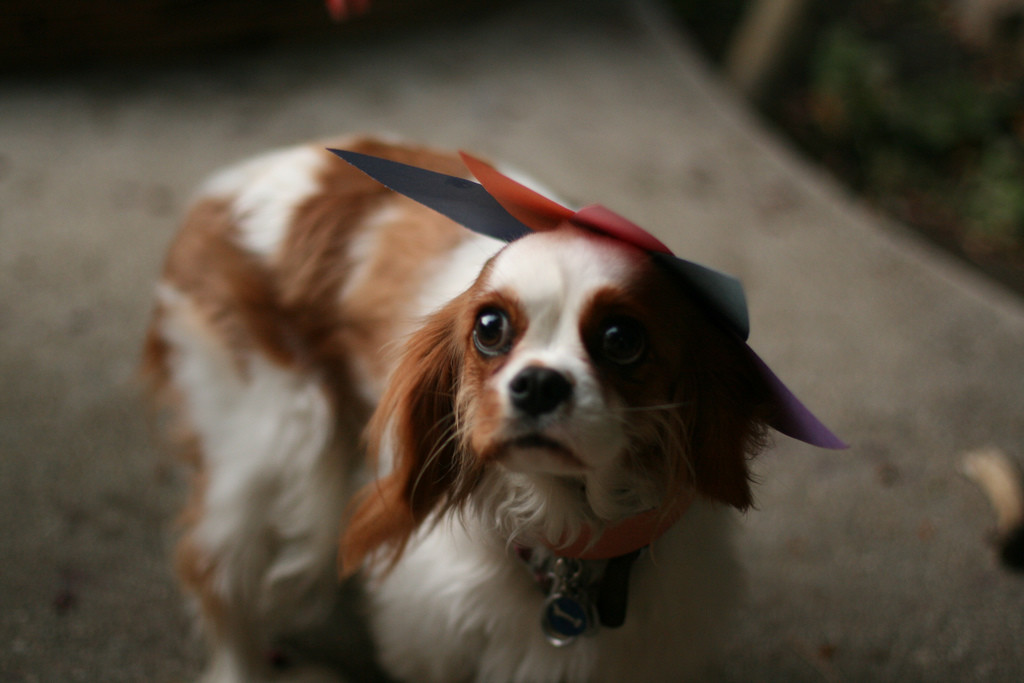 kavalir kralja Charlesa