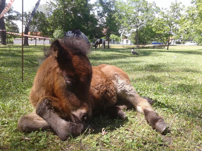 Beba poni