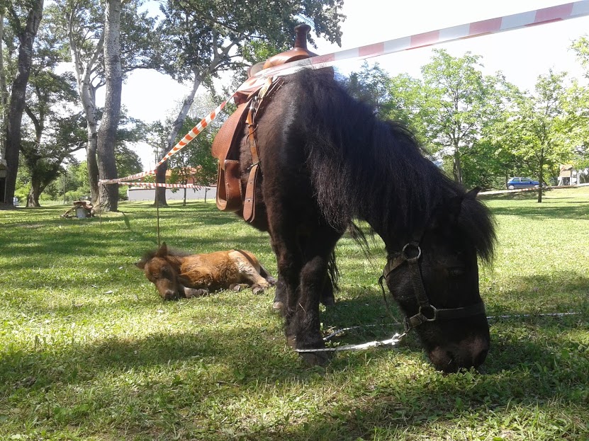 Beba poni