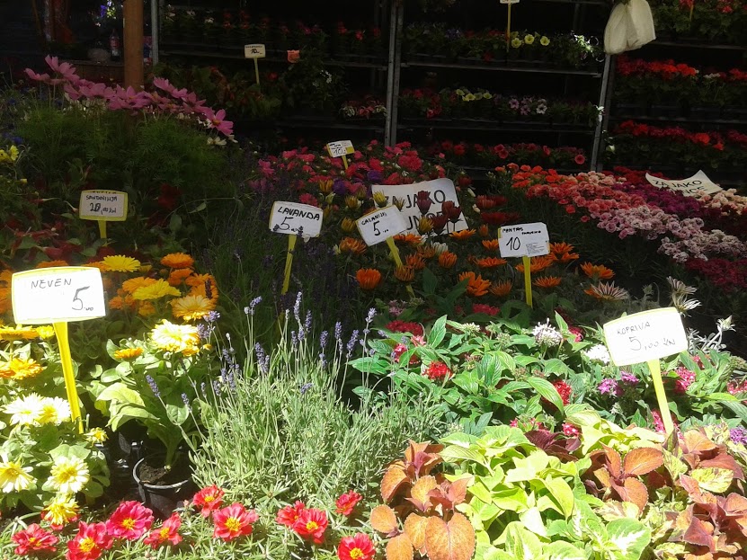 Flora9