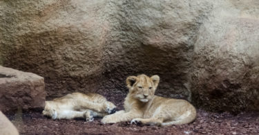 lavići iz zagrebačkog Zoološkog vrta