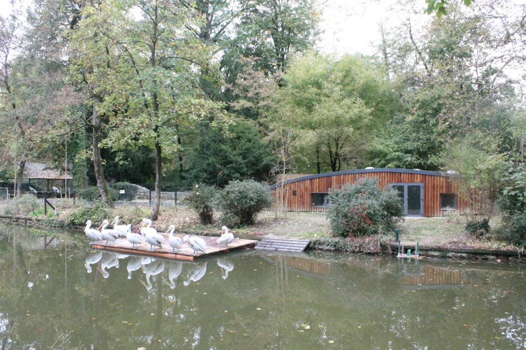 zg-zoo-dalmatinski-pelikani