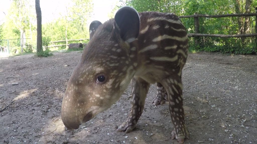 beba tapir