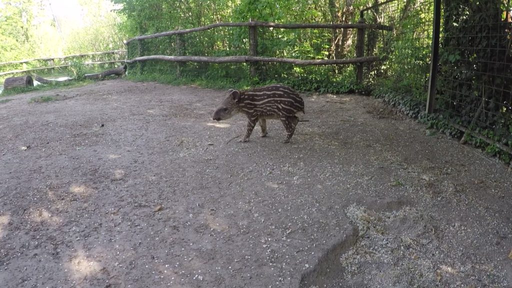 beba tapir